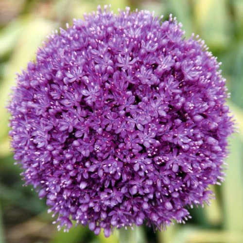 Allium Czosnek wysoki Gladiator 1 szt. 16/18