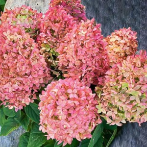 Hortensja bukietowa Magical Candle 1 szt. donic.P9