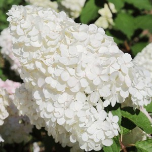 Hortensja bukietowa 'Polar Bear'  P9 1 szt.
