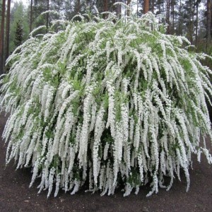 Tawuła szara Spiraea Grefsheim 1 szt. doniczka P9
