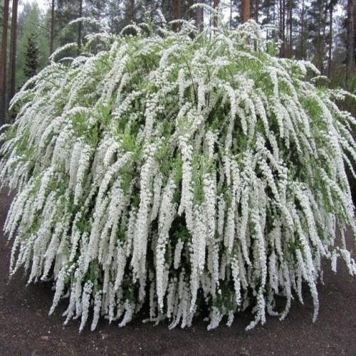 Tawuła szara Spiraea Grefsheim 1 szt. doniczka P9
