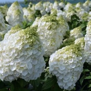 Hortensja bukiet. 'Magical Mont Blanc'   P9 1 szt.