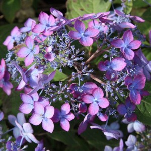 Hortensja piłkowana Barca 1 szt. doniczka P9