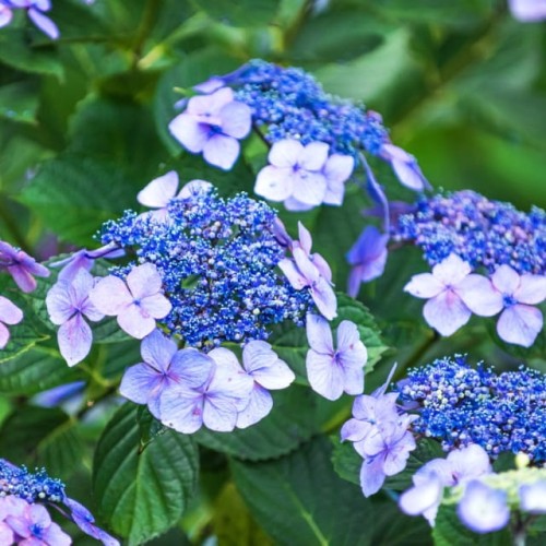 Hortensja piłkowana Summer Glow 1 szt. doniczka P9