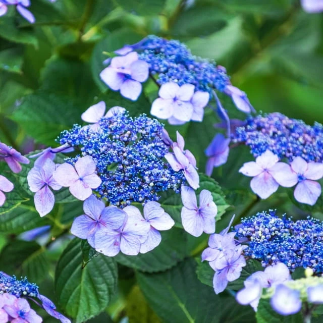 59893_55550