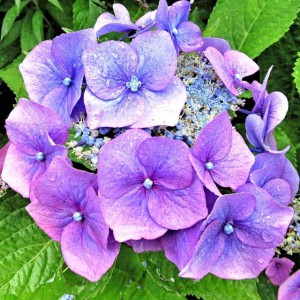 Hortensja piłkowana Blue Clouds 1 szt. doniczka P9