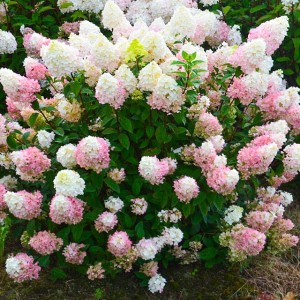 Hortensja bukietowa Sundae Fraise 1 szt. donic. P9