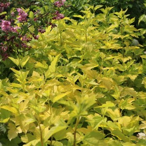 Pęcherznica kalinolistna Luteus 1 szt. doniczka P9