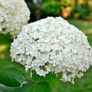 Hortensja drzewiasta Annabelle 1 szt. doniczka P9
