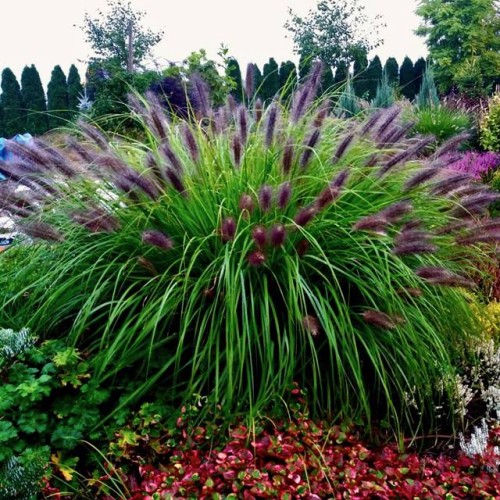 Pennisetum alopec. 'Black Beauty.jpg
