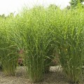 Miskant-Strictu-2s.jpg