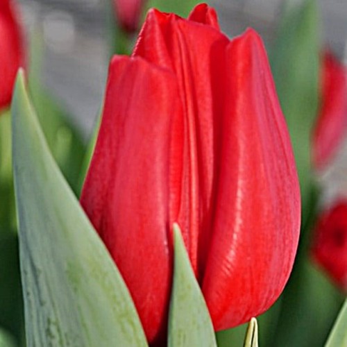 Tulipan Triumph Avenue 5 szt. 11/12