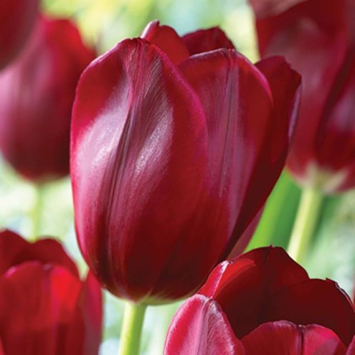 Tulipan Triumph Red Saigon 5 szt.11/12