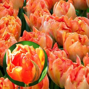Tulipan pełny Monte Orange 5 szt. 10/11