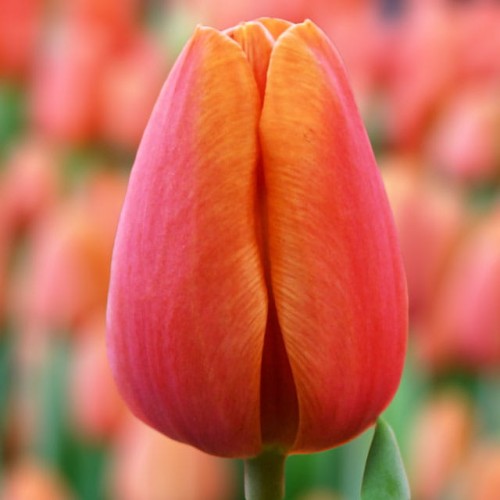 Tulipan Triumph Asahi 5 szt. 11/12