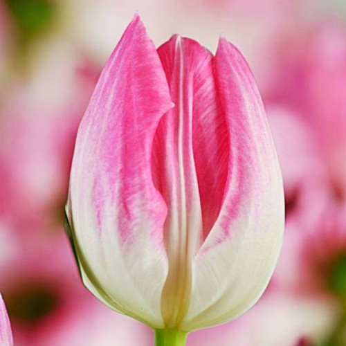 Tulipan Triumph First Class 5 szt. 10/11