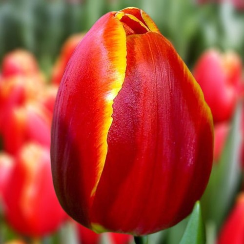 Tulipan Triumph Verandi 5 szt. 10/11