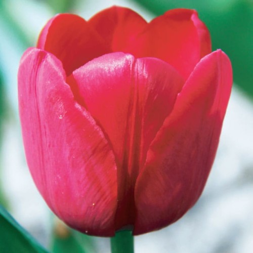 Tulipan Triumph Ile de France 5 szt. 10/11