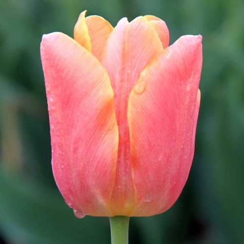 Tulipan Triumph Jimmy 5 szt. 10/11