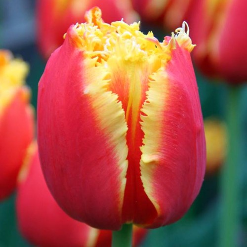 Tulipan strzępiasty Davenport 5 szt. 10/11