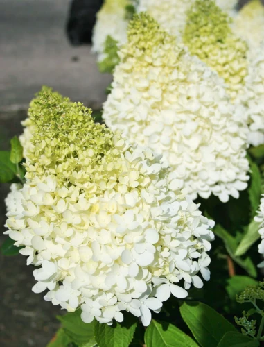 Hortensja bukietowa Magical Sweet Summer 1 szt. doniczka P9