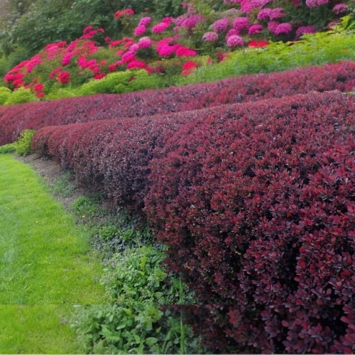 Berberys thunbergii Atropurpurea Nana 1 szt. P9
