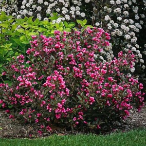 Krzewuszka florida Victoria 1 szt. doniczka P9