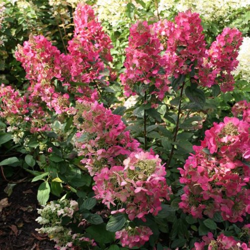 Hortensja bukietowa Magical Flame 1 szt. doniczka P9