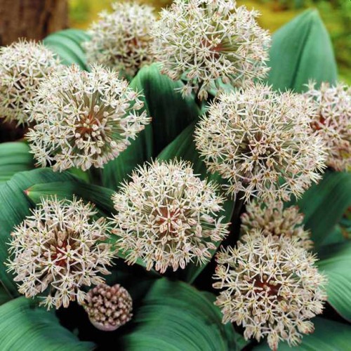 Allium karataviense Czosnek karatawski 3 szt.10/12