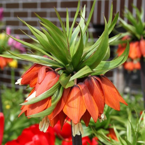 Fritillaria korona Szachownica Aurora 1 szt. 22/24