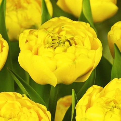 Tulipan pełny Yellow Pomponette 5 szt. 10/11
