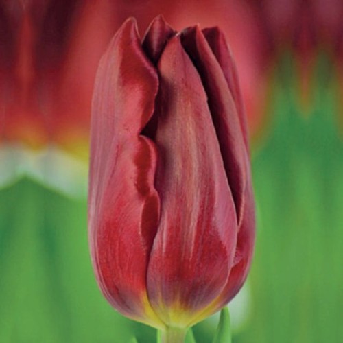 Tulipan Triumph Strong Love 5 szt. 10/11