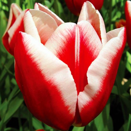 Tulipan Triumph Leen van der Mark 5 szt. 11/12