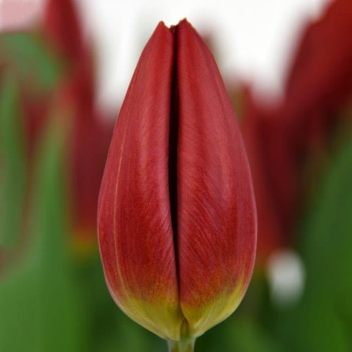 Tulipan Triumph Red Gold 5 szt. 10/11