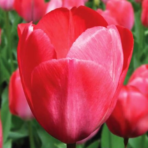 Tulipan Darwina Van Eijk 5 szt. 11/12