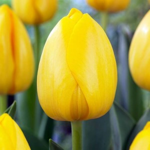 Tulipan Darwina Novi Sun 5 szt. 10/11