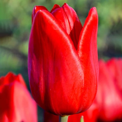 Tulipan Triumph Strong Power 5 szt. 11/12