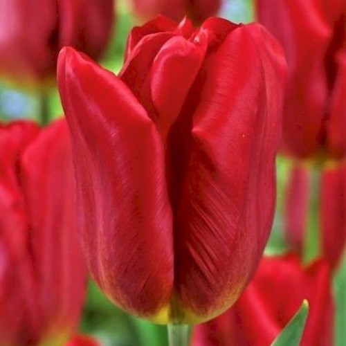 Tulipan Triumph Strong Fire 5 szt. 12/+