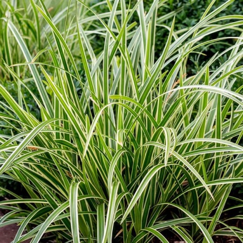 Carex Turzyca Ice Dance 1 szt. doniczka P9