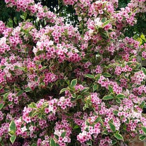 Krzewuszka Looymansii Aurea 1 szt. doniczka P9