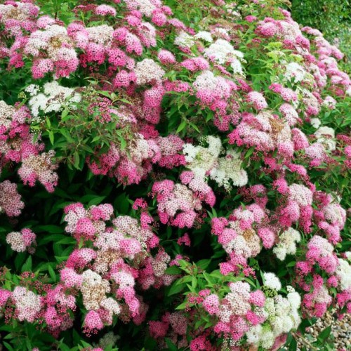 Tawuła szara Shirobana 1 szt. doniczka P9