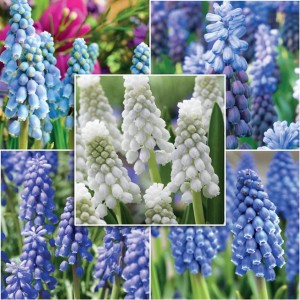 Zestaw Muscari Szafirek 50 szt.
