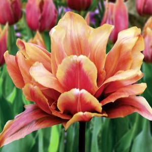 Tulipan pełny Callahan 5 szt.