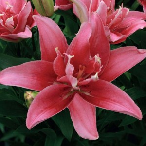 Lilia azjatycka pełna Double Lady (18/20) 1 szt.