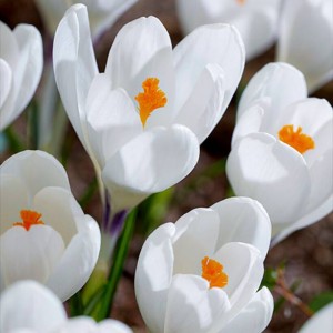 Krokus wiosenny Ice Queen 10 szt.