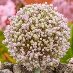 Allium Czosnek Ampeloprasum 10 szt.