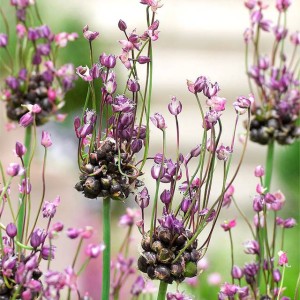 Allium Czosnek scorodoprasum wężowy Art 5 szt.