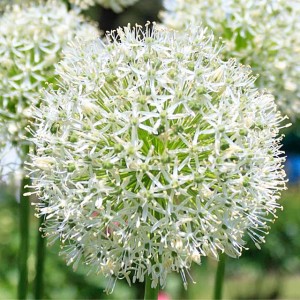 Allium Czosnek Ping Pong 10 szt.