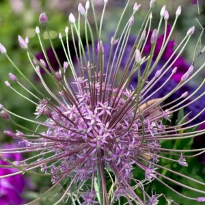Allium Czosnek Toabago (Spider) 3 szt.