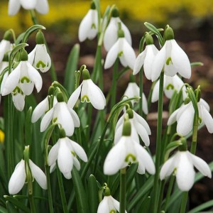 Galanthus Śnieżyczka Przebiśnieg Elwesii 3 szt.